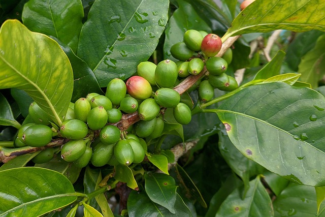 Café