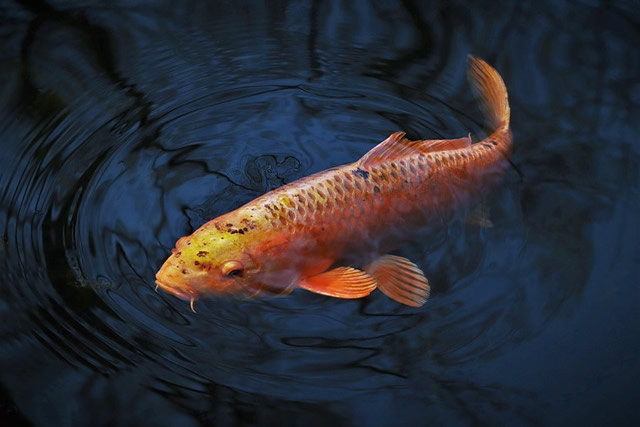 Pescados