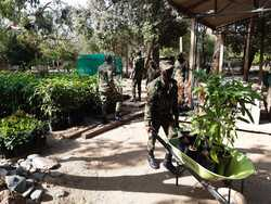 Soldados cargan árboles para sembrar