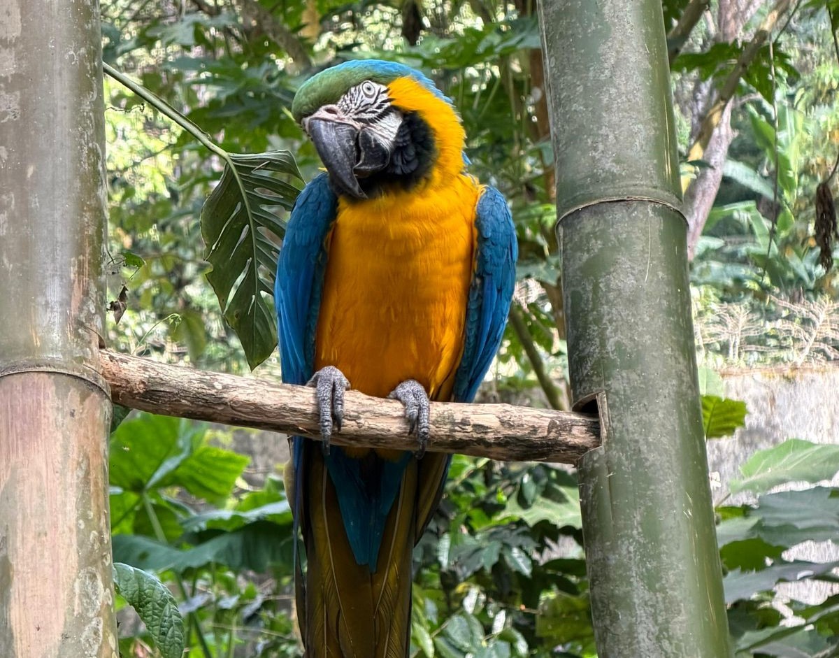 Guacamaya