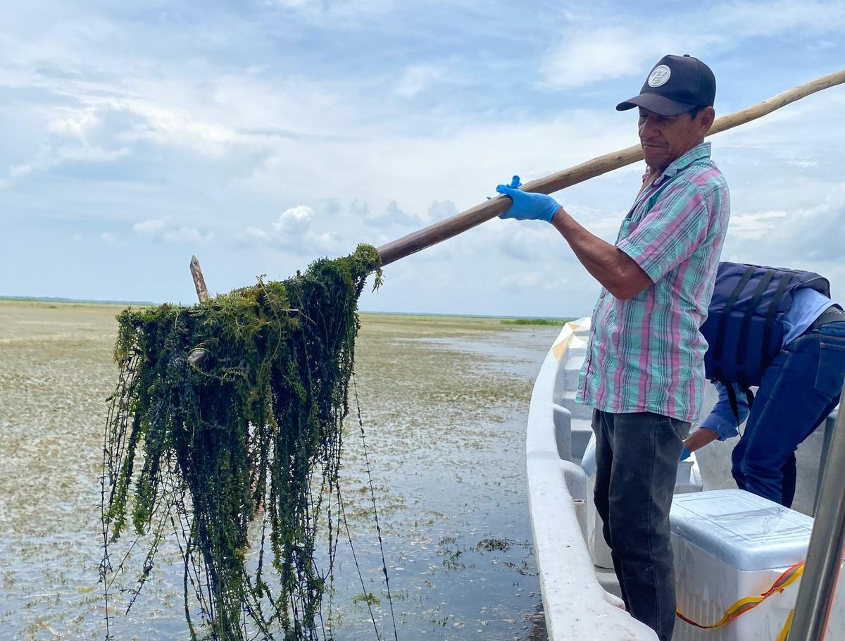 Pescador sosteniendo la hydrilla sacada del agua