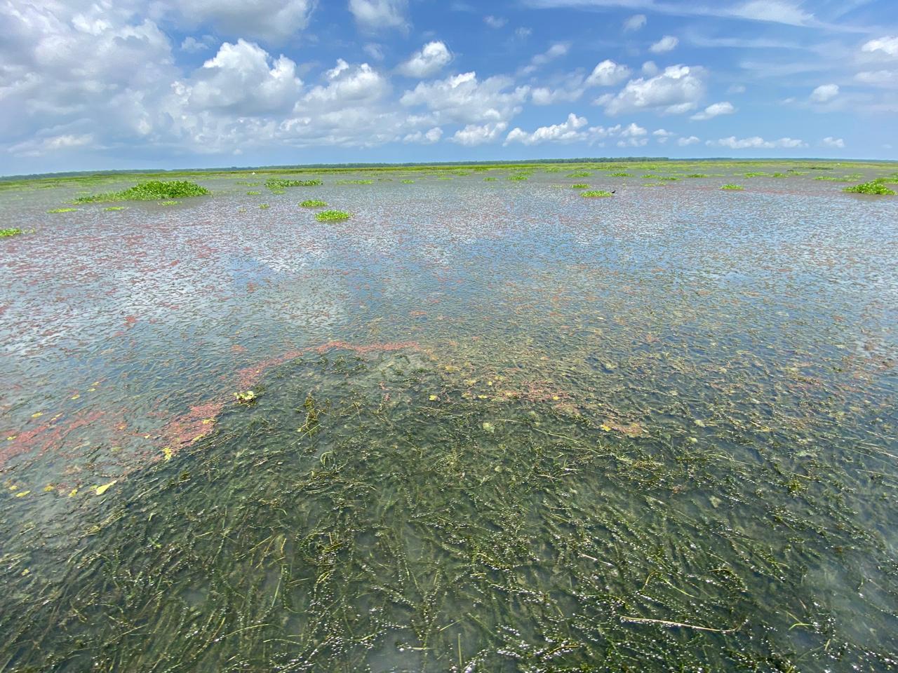 Panoramica hydrilla