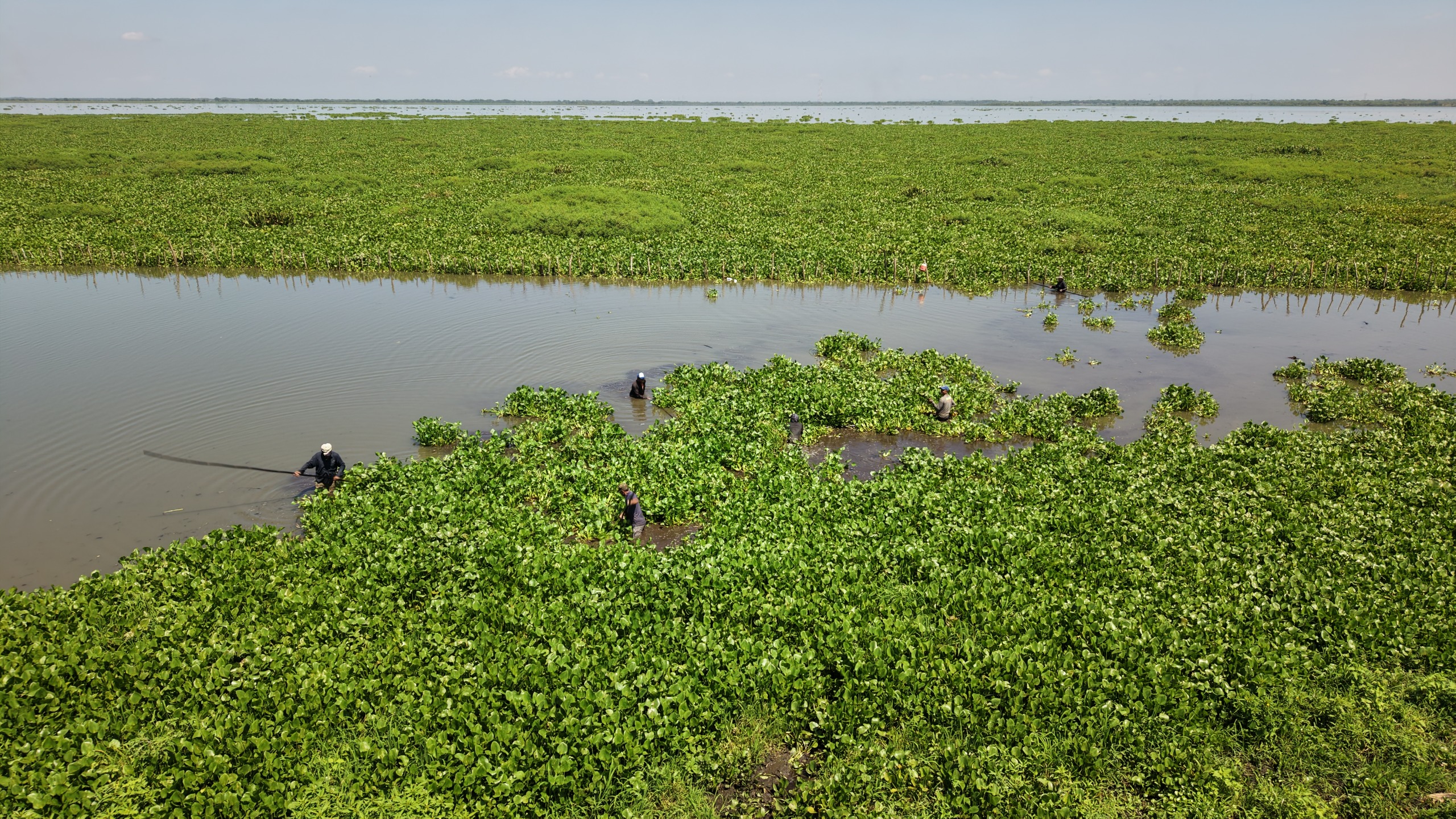 pescadores limpiando la cienaga 