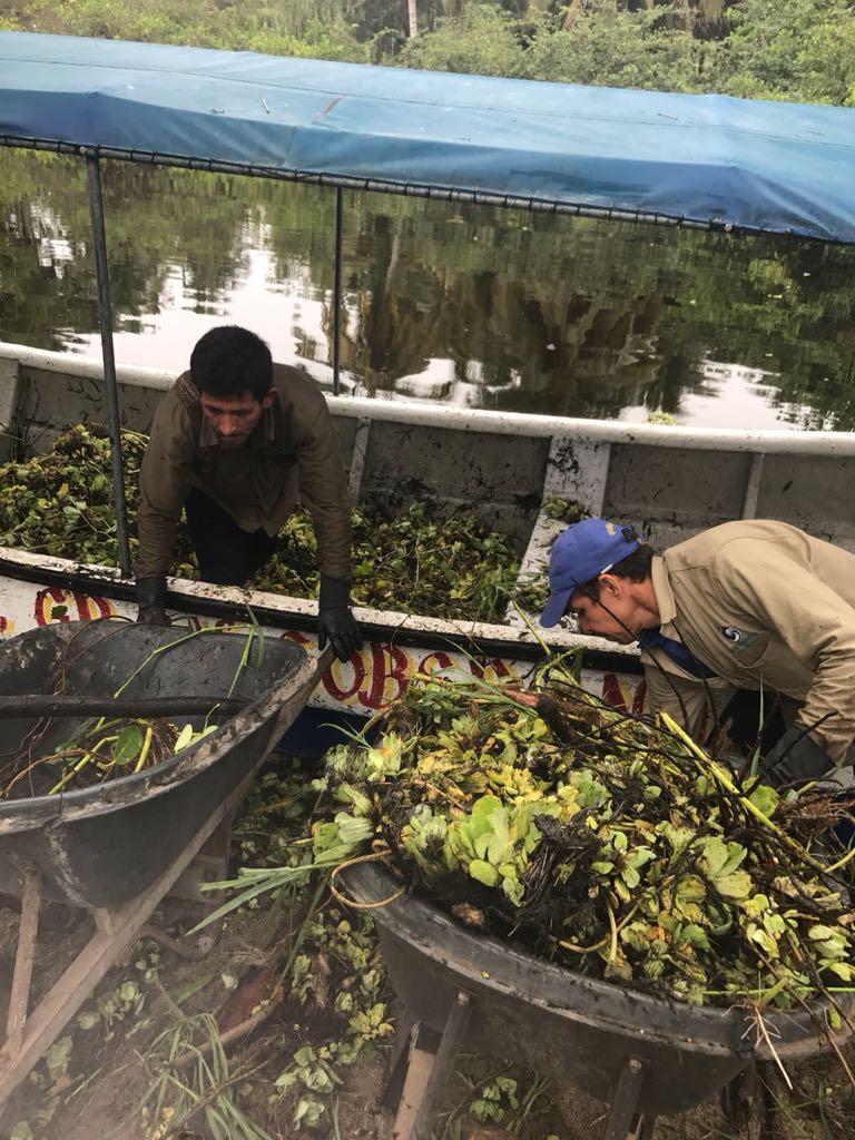 Dos hombres recolectan de la laguna la planta invasora denominada lechugas de agua