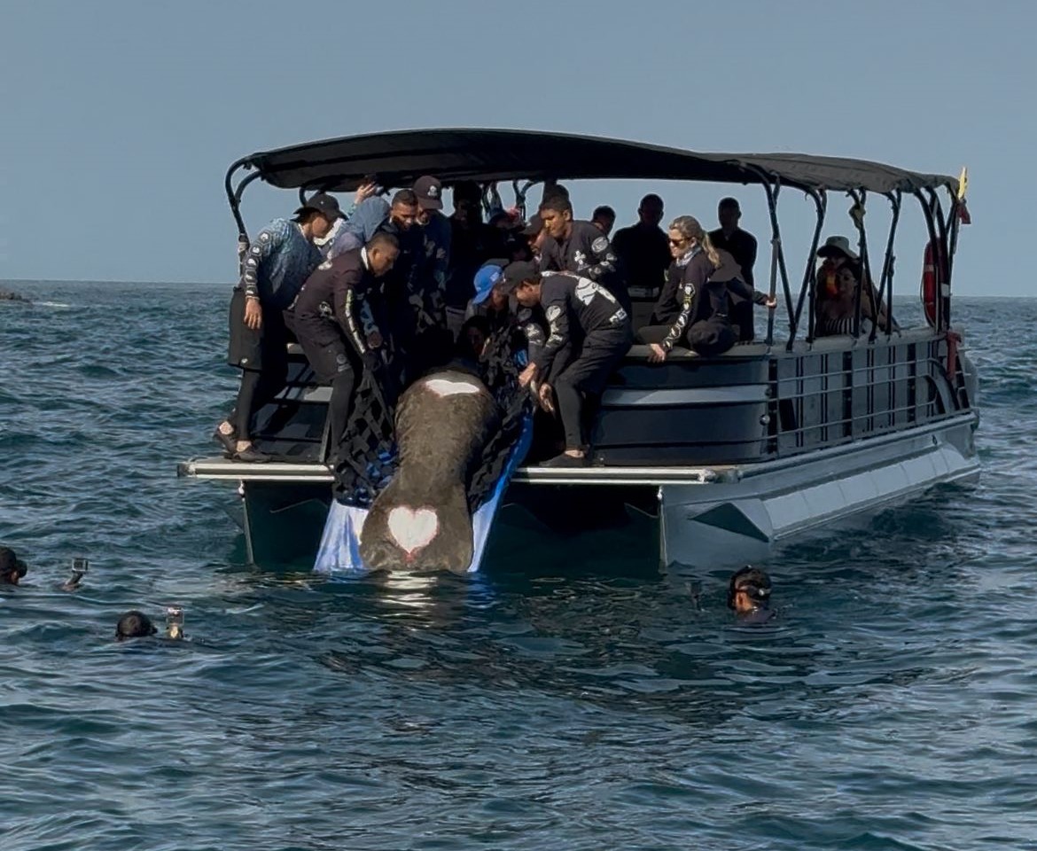 Liberacion manati en embarcaciòn