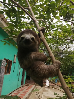 Mono Perezoso colgado de un árbol, agarrado a una rama. Se encuentra en el CAVF en recuperación