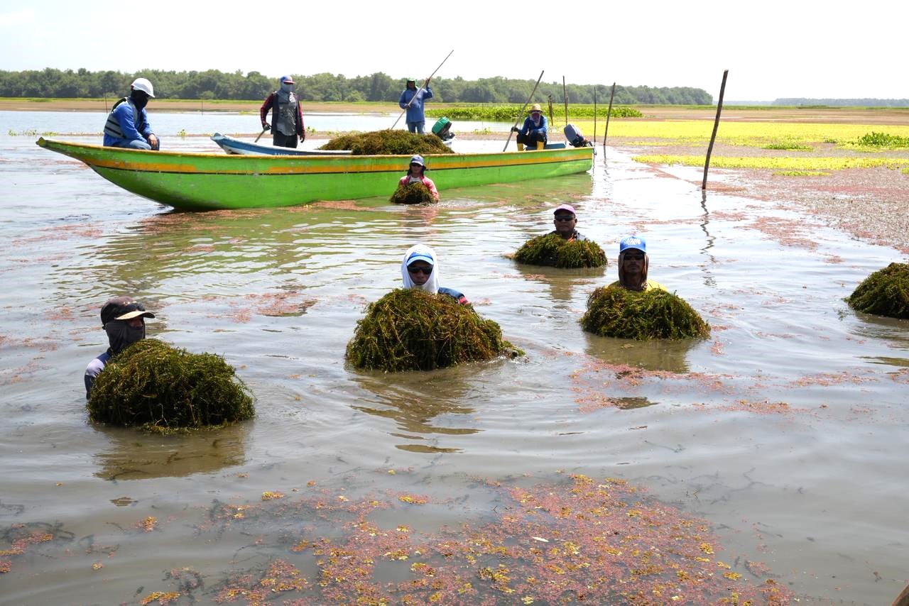 Pescadores en el agua recogiendo hydrilla
