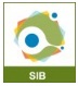 SIB