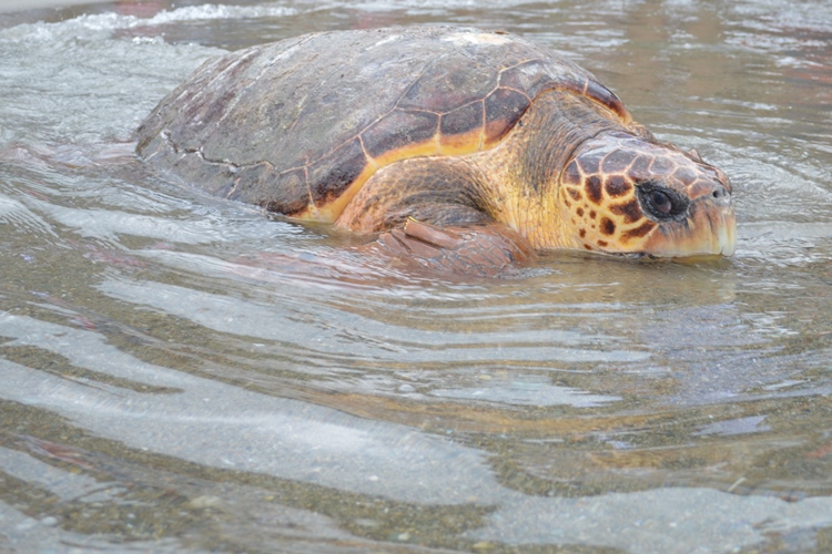 foto de tortuga adulta nadando en la superficie del agua