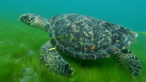 foto del una tortuga adulta nadando en el mar.