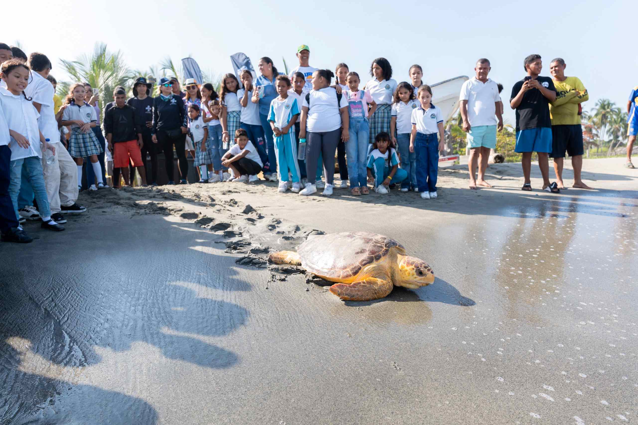 Panoramica tortuga con personas
