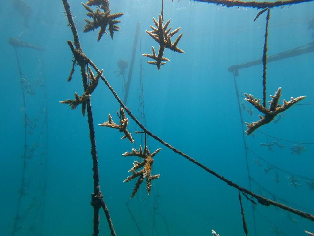 Corales