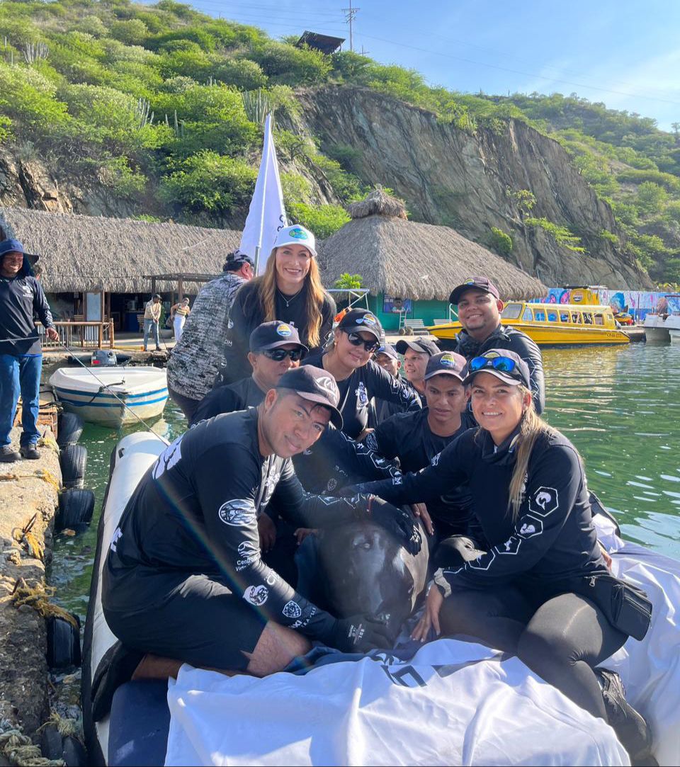 delfin con equipo de trabajo