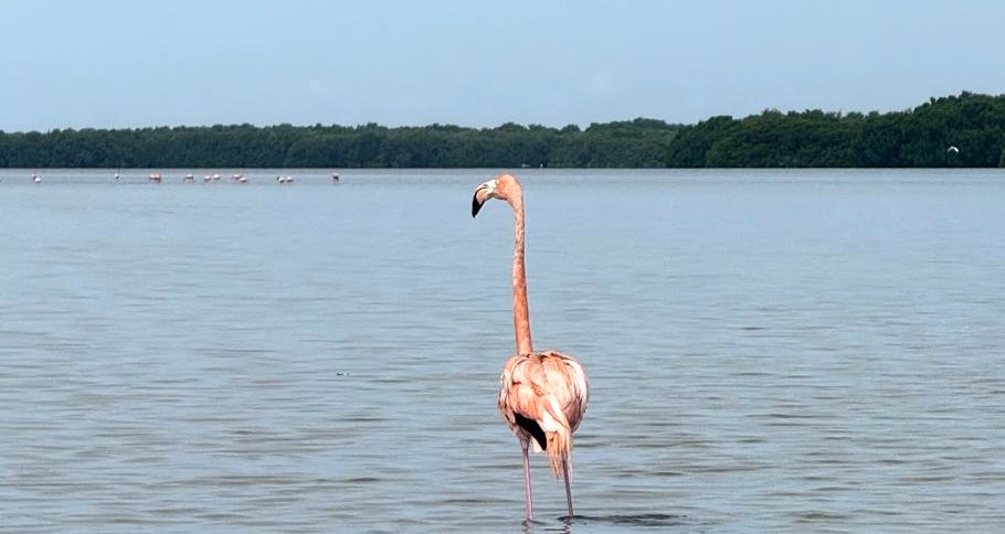 Imagen de flamenco rosado en la Cienaga