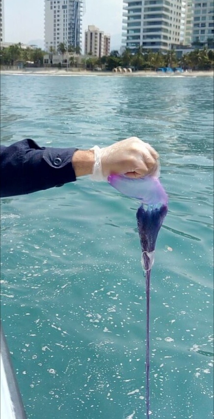 Guardacosta sostiene en su mano una Medusa tipo Fragata Portuguesa
