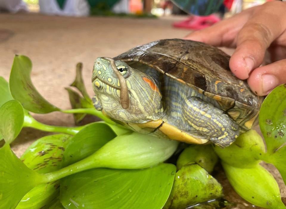 Primer plano hicotea