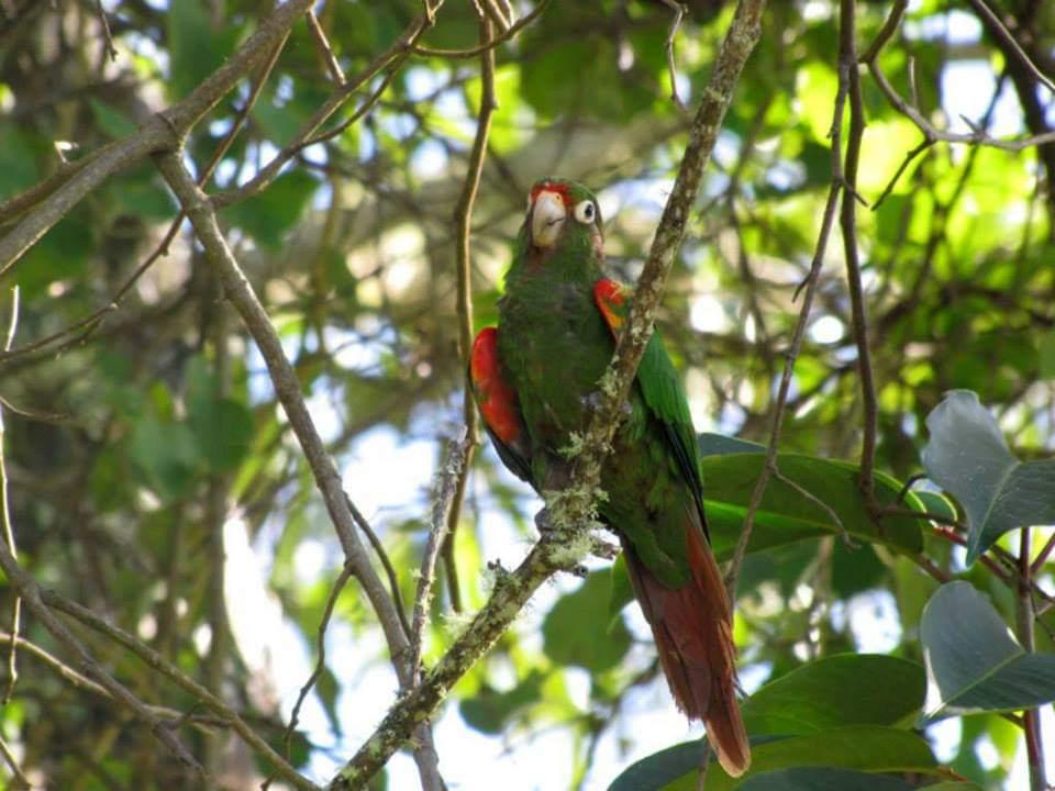 Lora Serrana en arbol