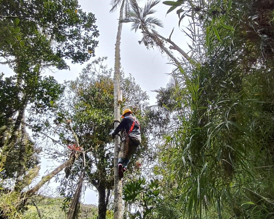 Instalacion de nido sobre la palma