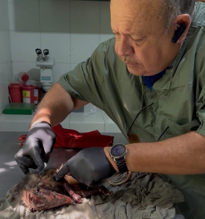 Veterinario curando a la zarigueya