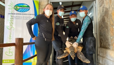 Tortuga carey rescatada por pescador de Tasajera