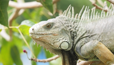 Jornadas de sensibilización para evitar el consumo de huevos de iguana