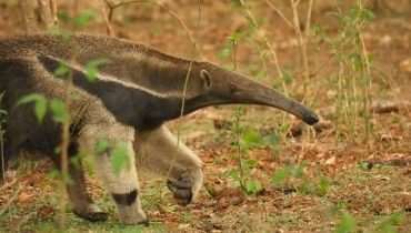CORPAMAG liberó Oso Hormiguero rescatado