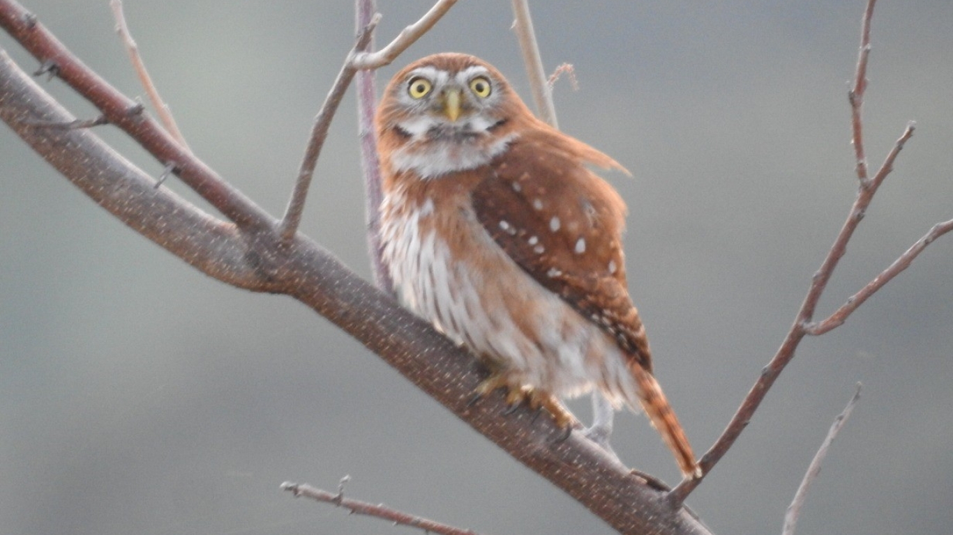 Buho en arbol