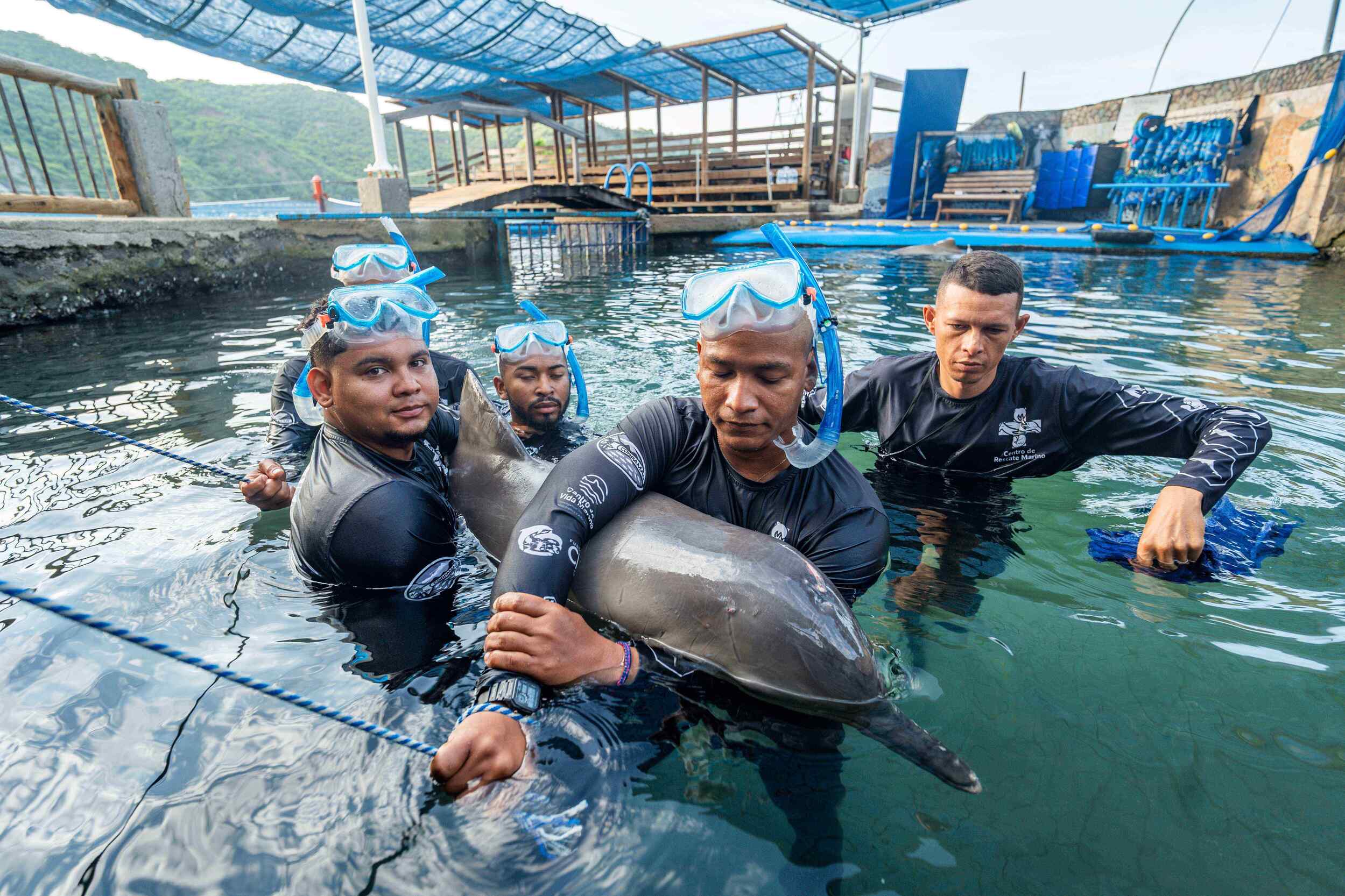  Centro de Rescate de Fauna Marina libera tres delfines tras recuperación exitosa