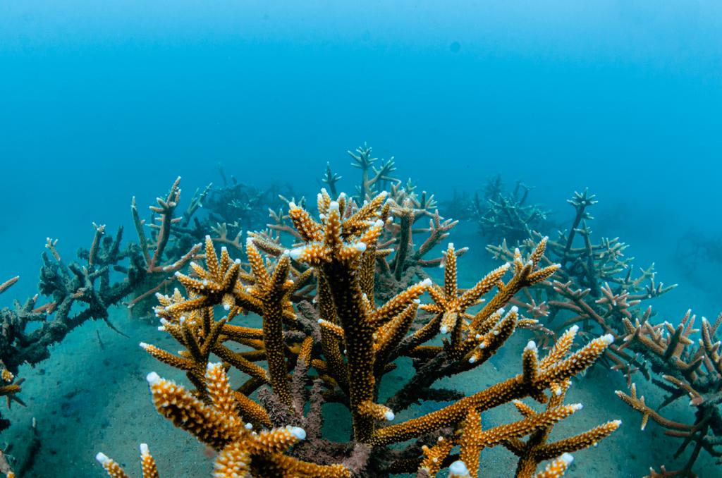 Buzo de Corpamag cerca a un gran coral debajo del mar