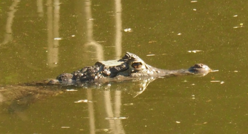 Bailla en el agua