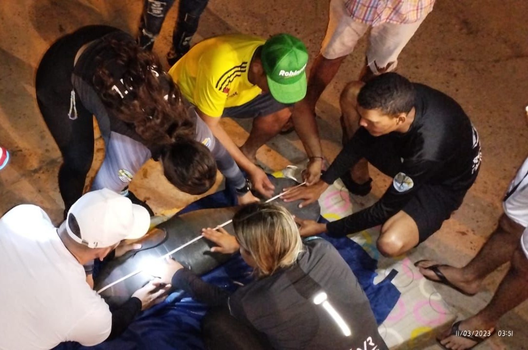 Manati siendo atendido por el personal del centro de fauna en medio de la madrugada