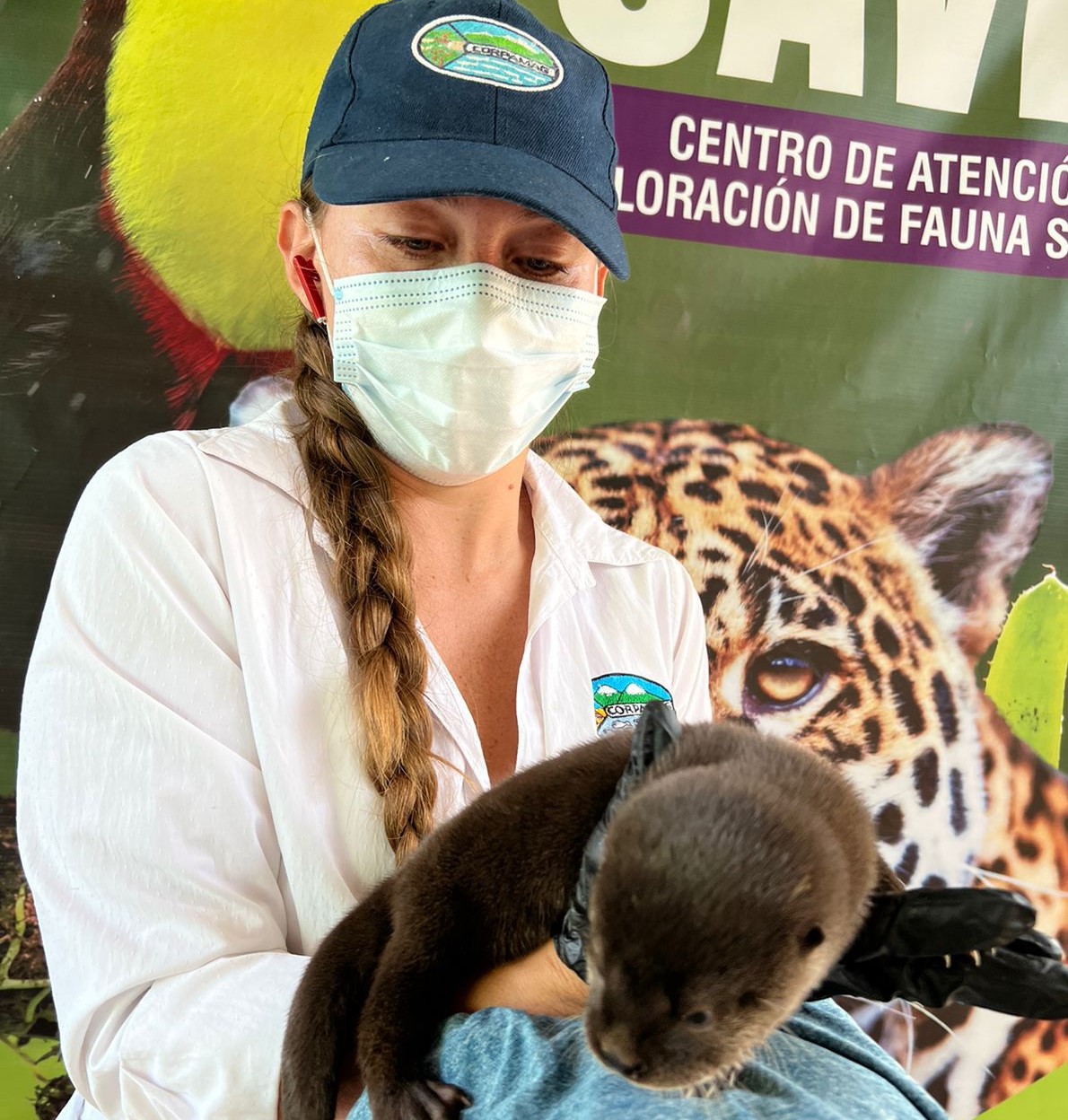 Funcionaria cargando una nutria rescata