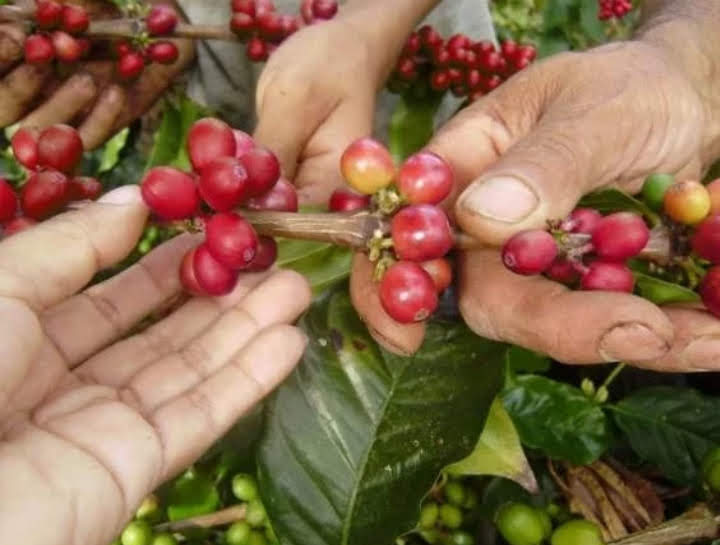 Matas de café sostenidas por manos 