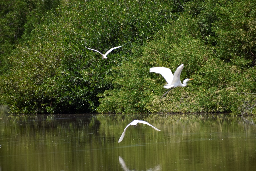 Manglar con aves