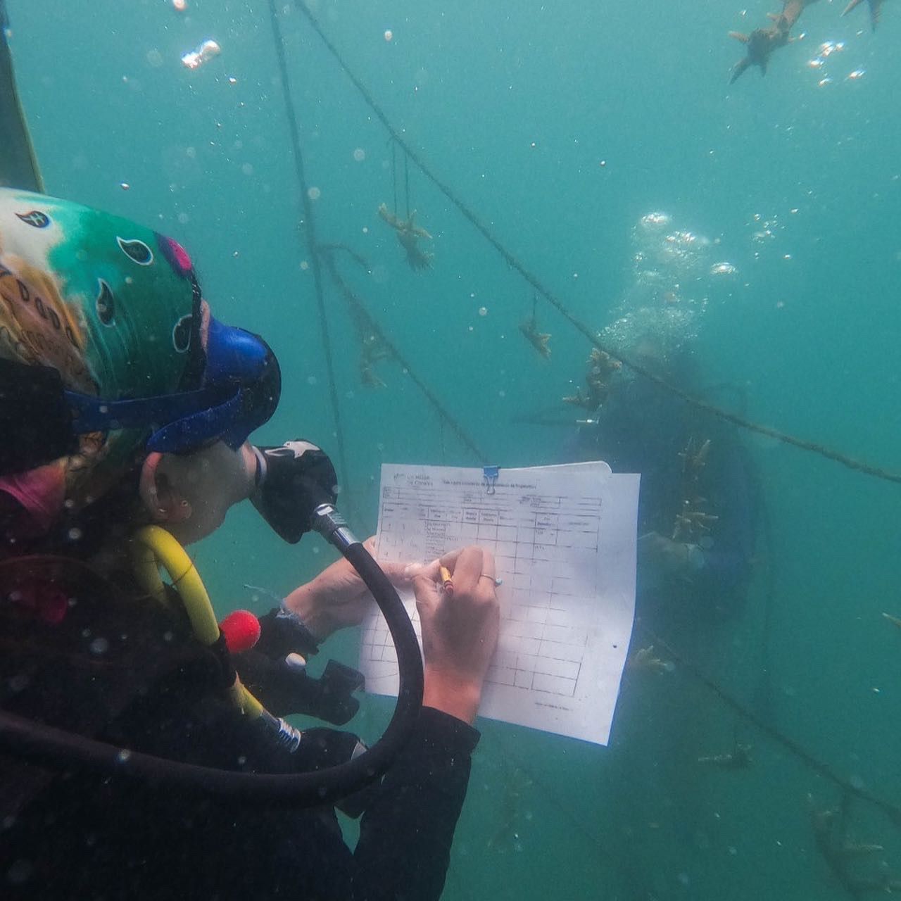 funcionario de CORPAMAG en el fondo del mar buceando y tomando nota de siembra coralina