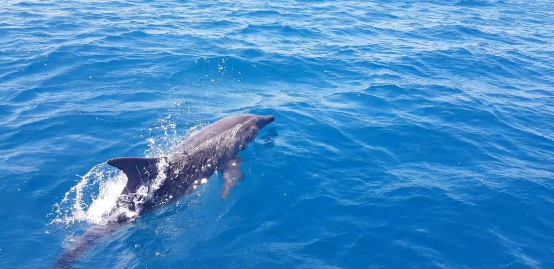 Delfin en el mar