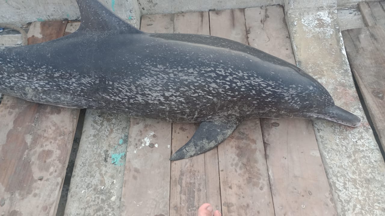 delfin muerto