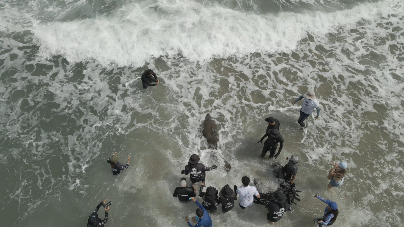 Imagen en drone donde se observa a los manaties entrando al mar