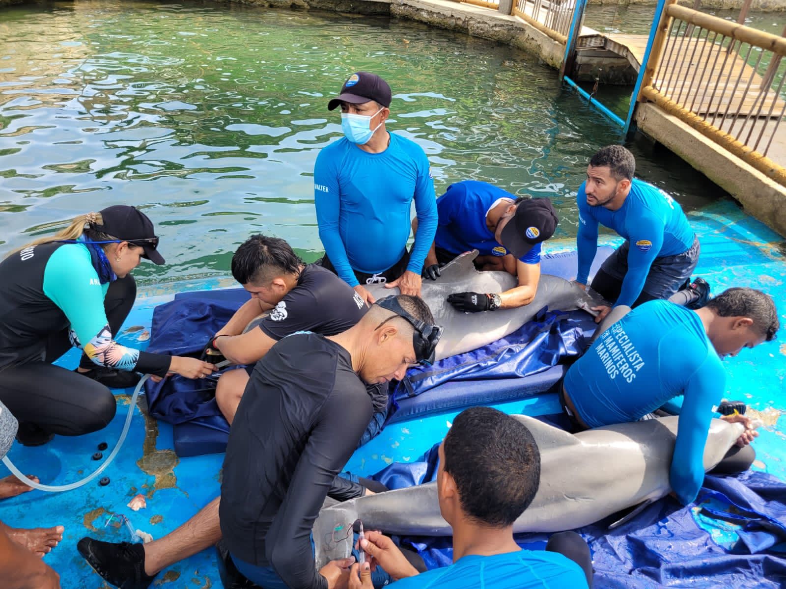 Delfines atendido en el centro de Fauna por personal especializado