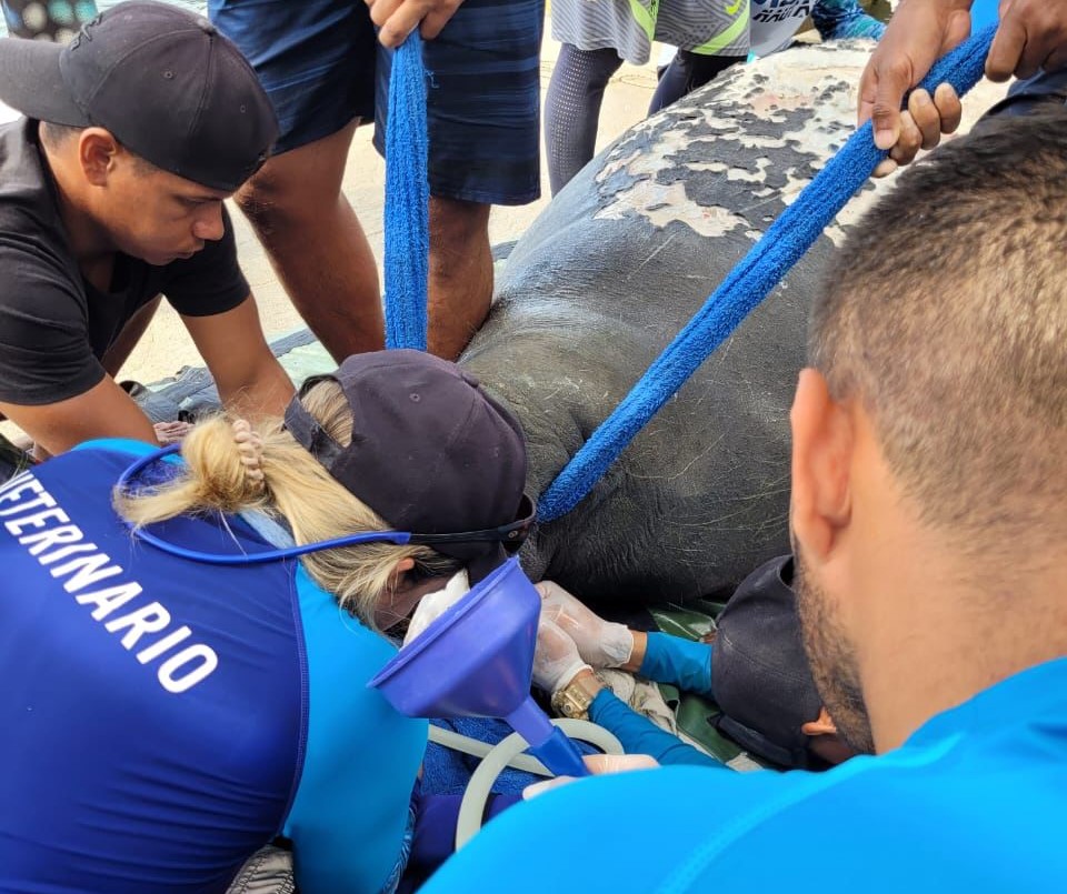 Manati curado por personas del centro de fauna