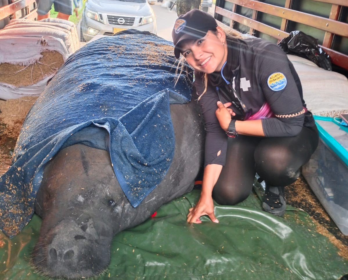 Manati en camion con veterinaria con el Acuario