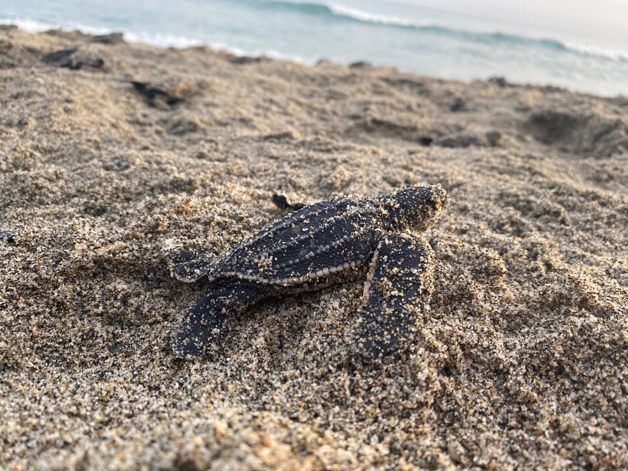 Tortuga laud pequeña en el mar