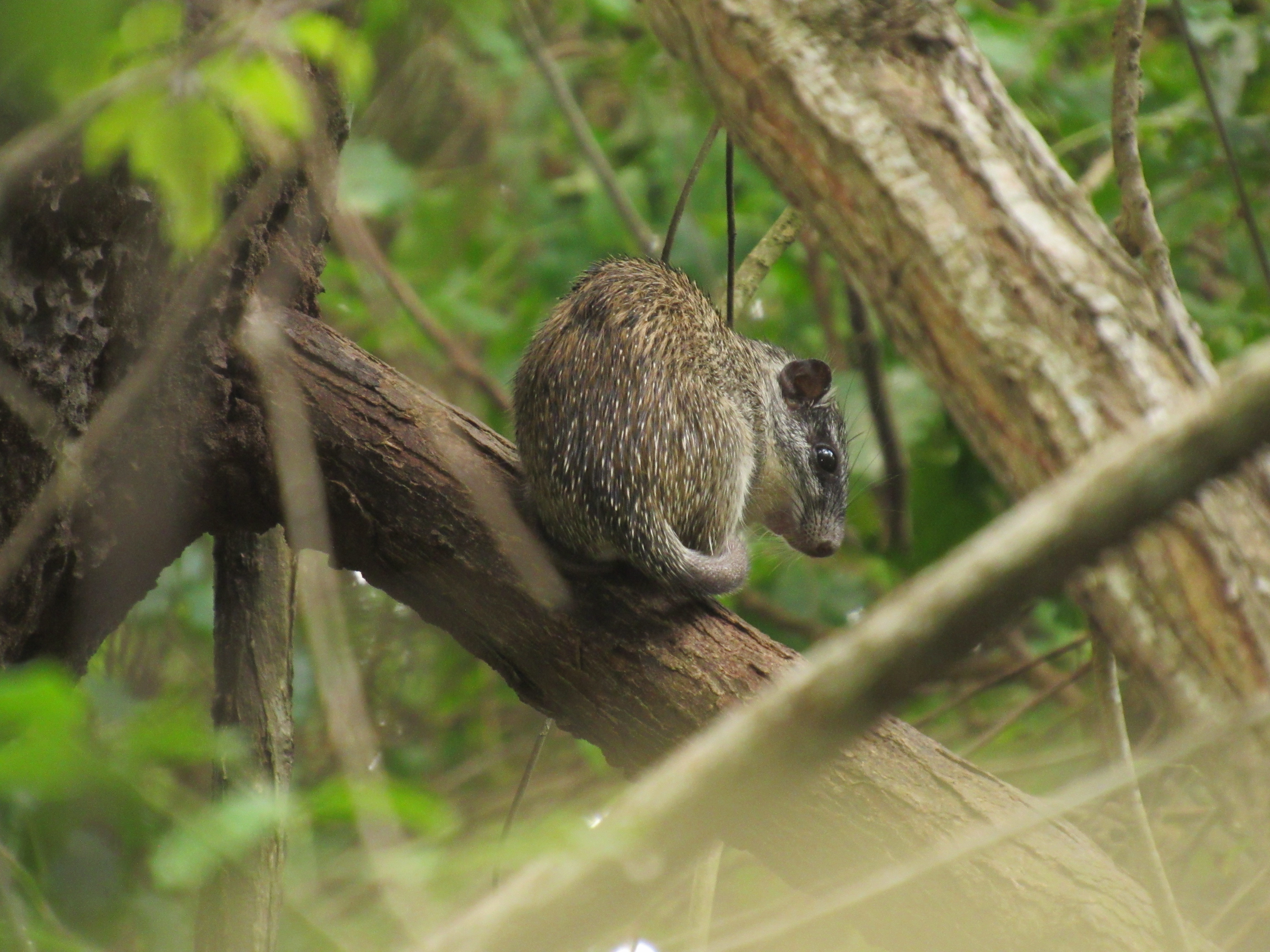 Ratica Espinosa en arbol