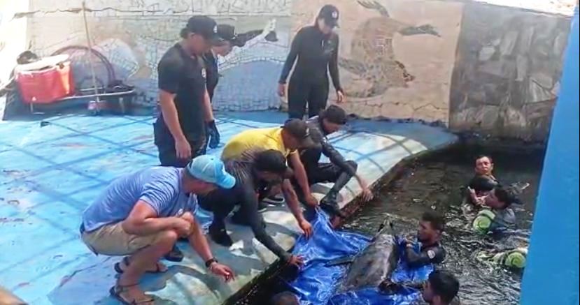 Equipo del centro de fauna atendiendo a los delfines