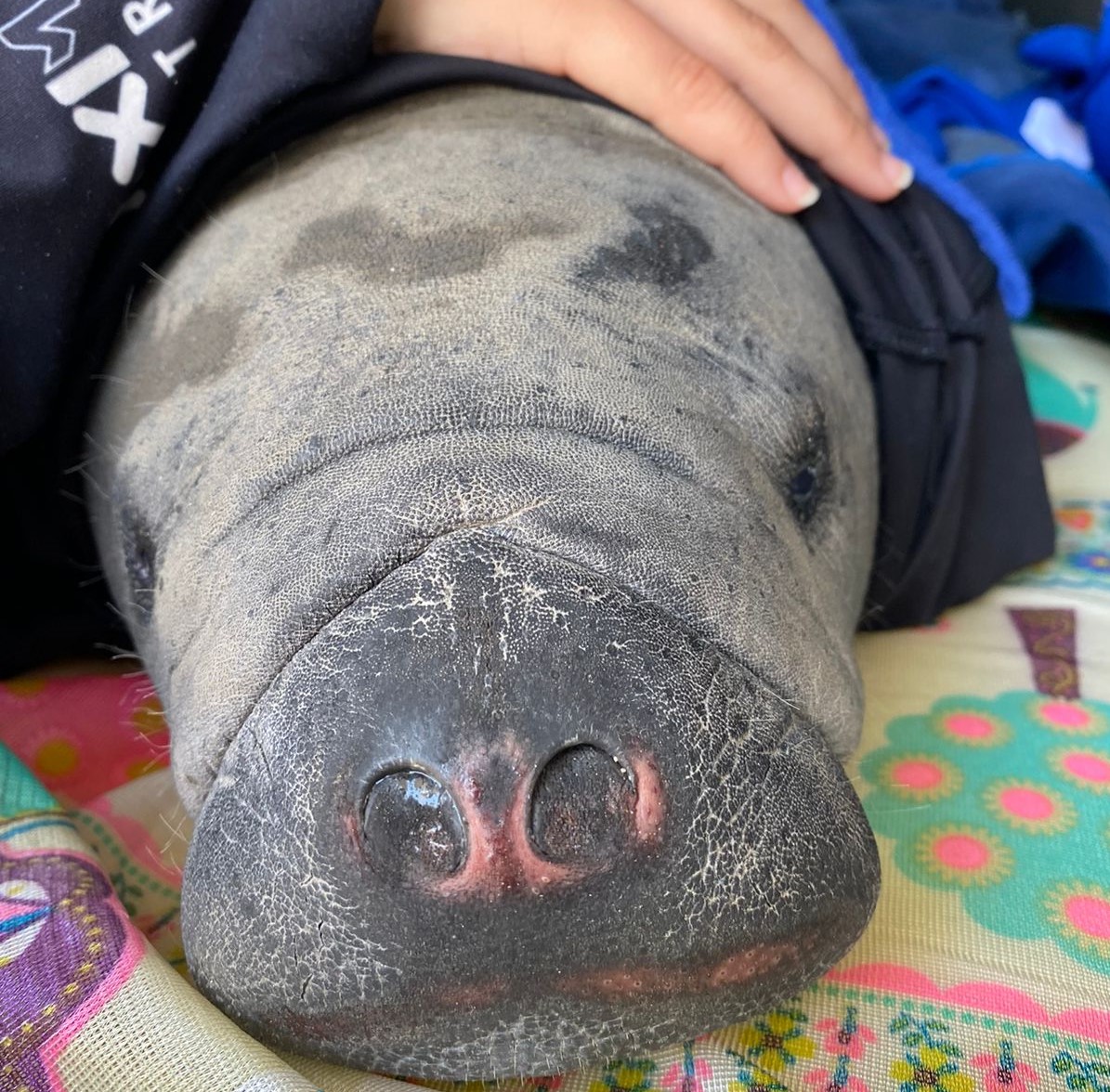 Carita del manati