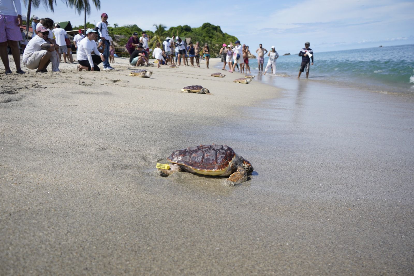 Tortuga liberacion en arena