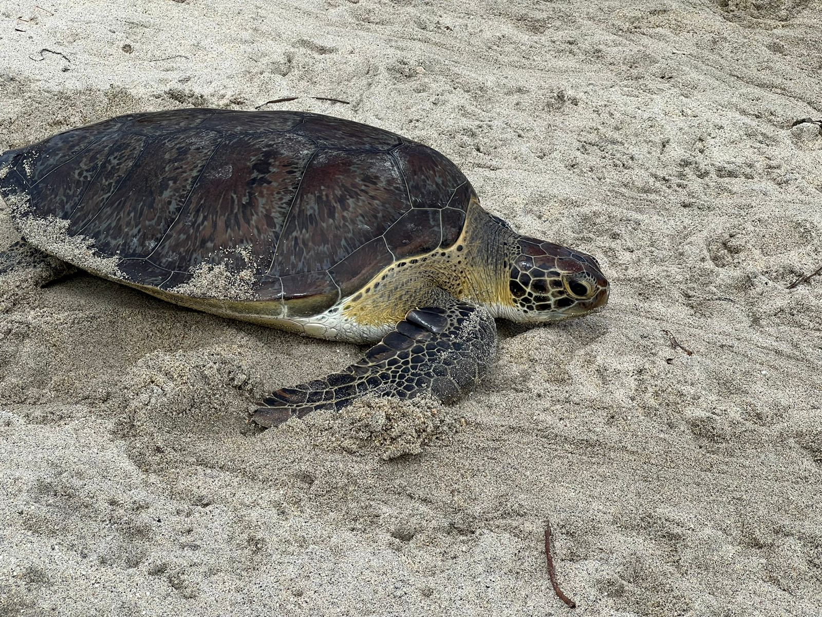 tortuga en el mar