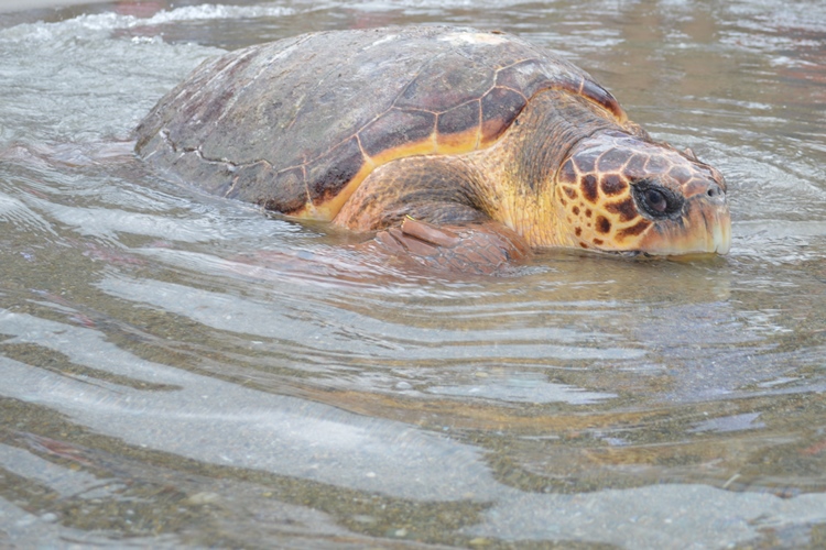 Tortuga en el mar