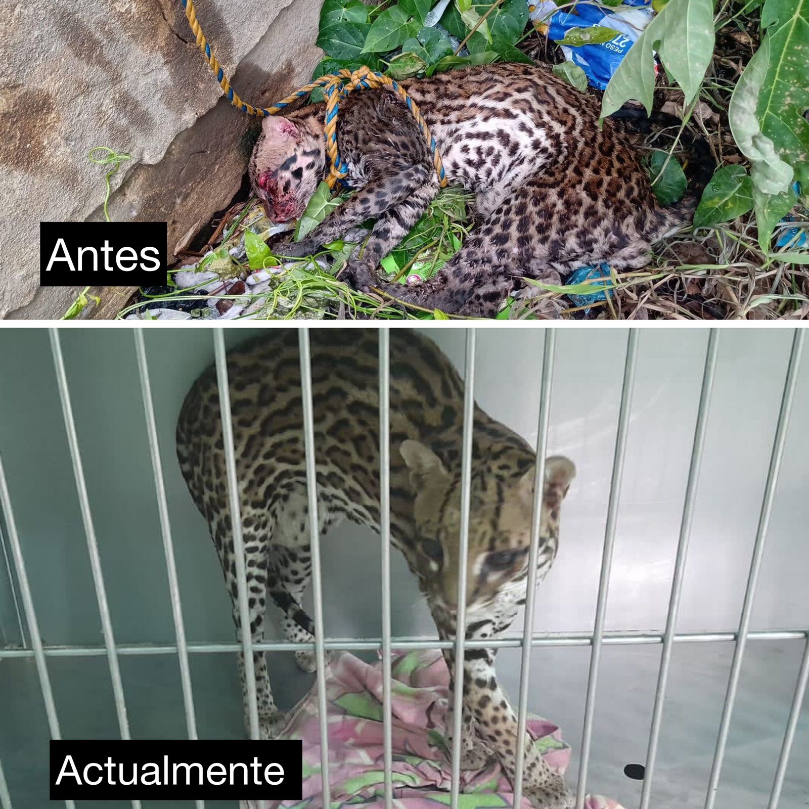 En la imagen se observa una foto del antes del tigrillo golpeado y con sangre y otra foto donde se ve su recuperacion