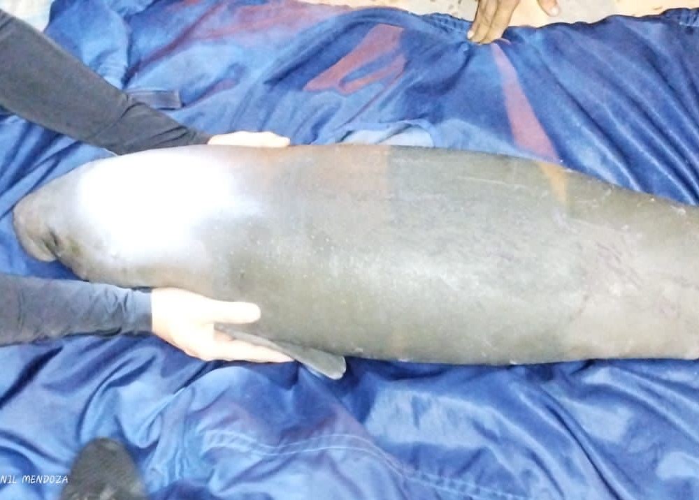 Bebè manatì es rescatado por pescadores de El Banco y trasladado al CAVR Marino de CORPAMAG y Acuario del Rodadero